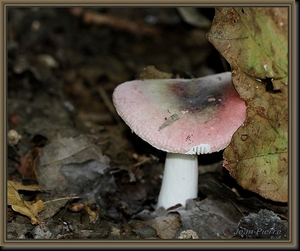 Russula spec. IMG-3894