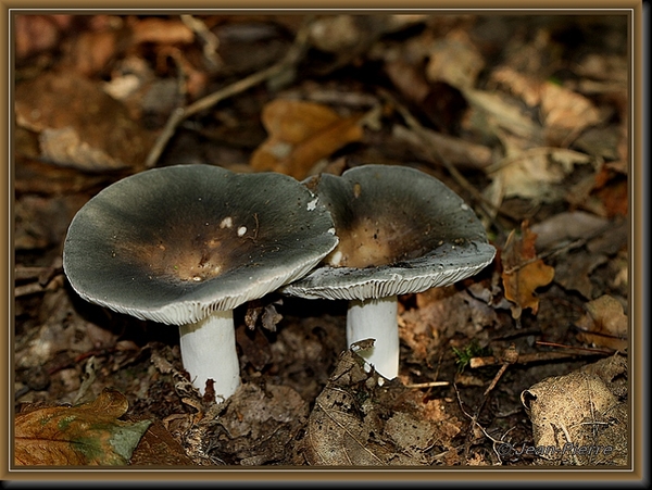 Russula spec. IMG-3922