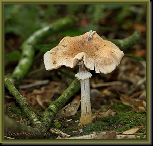 Sombere honingzwam - Armillaria ostoyae  IMG-3935