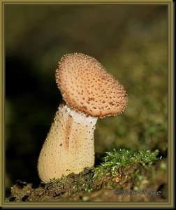 Sombere honingzwam - Armillaria ostoyae IMG-3797