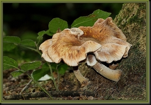 Sombere honingzwam - Armillaria ostoyae IMG-3898