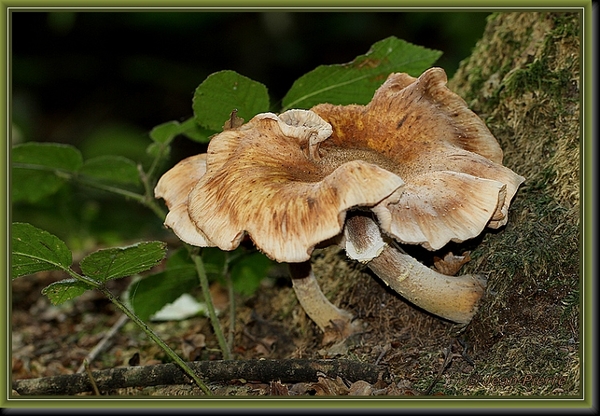 Sombere honingzwam - Armillaria ostoyae IMG-3898