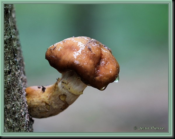 Sombere honingzwam - Armillaria ostoyae IMG-4899