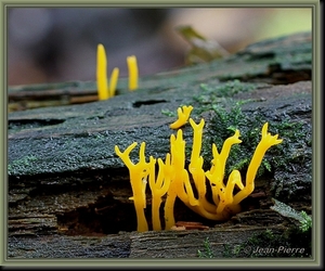 Geel hoorntje - Calocera cornea IMG-5033