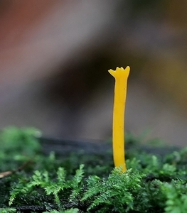 Geel hoorntje - Calocera cornea IMG-5062