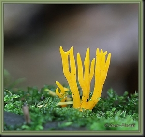 Geel hoorntje - Calocera cornea IMG-5074