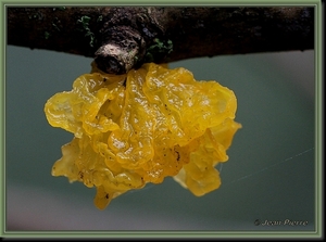 Gele trilzwam - Tremella mesenterica  IMG-6281