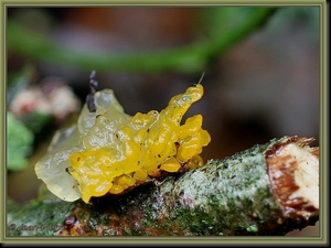 Gele trilzwam - Tremella mesenterica IMG-5405