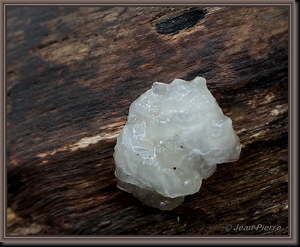 Witte trilzwam - Tremella candida  IMG-6257