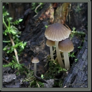 Mycena spec. IMG-6550