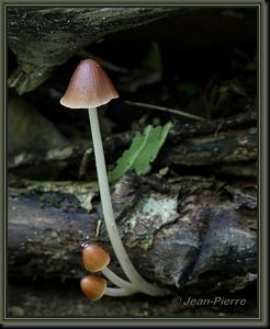 Mycena spec. IMG-6697