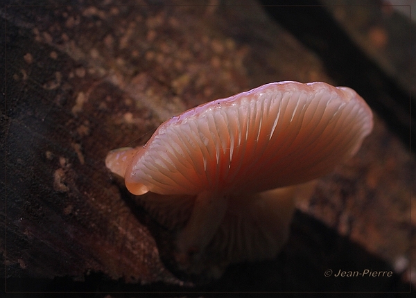 Zalmzwam - Rhodotus palmatus IMG-6779