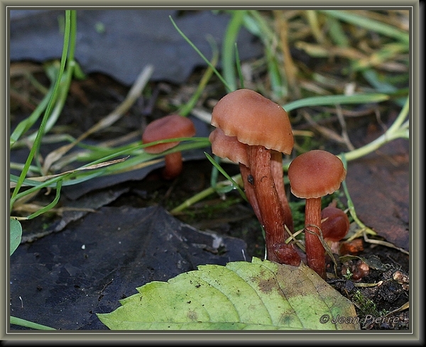 Schubbige fopzwam - Laccaria proxima  IMG-6995