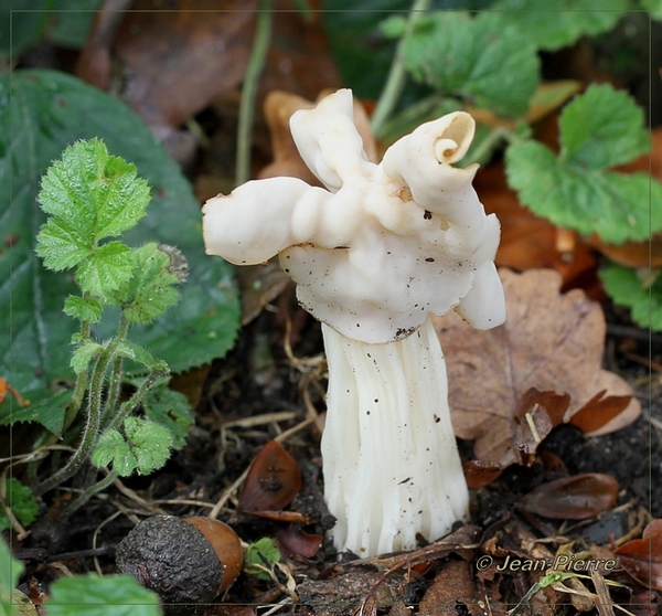 Witte Kluifzwam - Helvella crispa IMG-7532