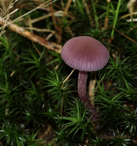 Amethistzwam - Laccaria amethystina IMG-7267