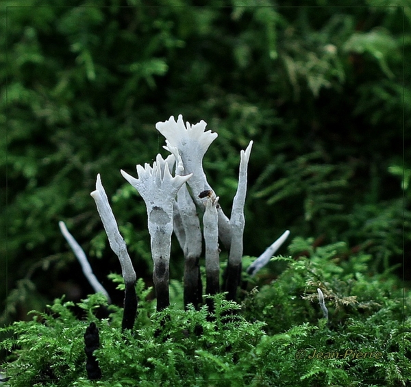 Geweizwam - Xylaria hypoxylon IMG-7858