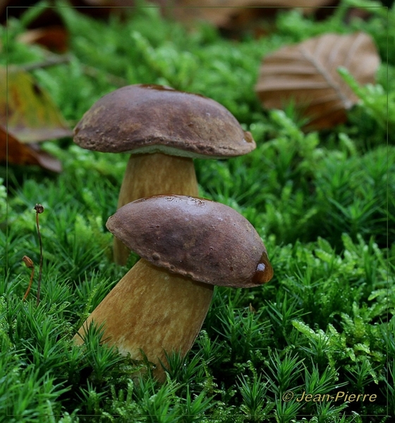 Gewoon eekhoorntjesbrood - Boletus edulis  IMG-7359