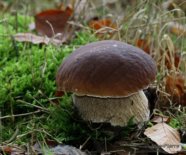 Gewoon eekhoorntjesbrood - Boletus edulis IMG-7353