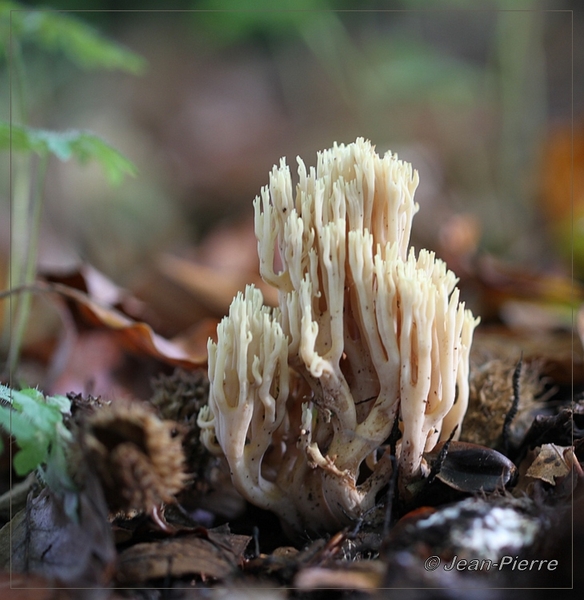 Rechte koraalzwam - Ramaria stricta IMG-8278