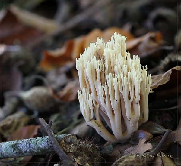 Rechte koraalzwam - Ramaria stricta IMG-8303