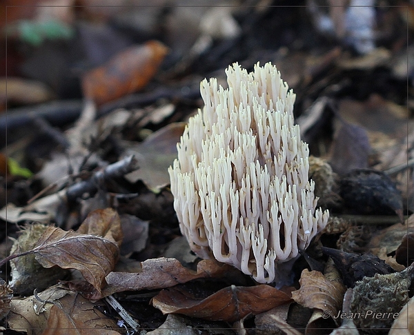 Rechte koraalzwam - Ramaria stricta IMG-8395