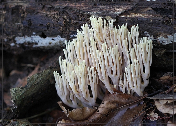 Rechte koraalzwam- Ramaria stricta IMG-8357