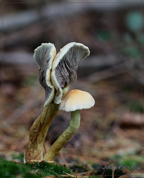 Gewone zwavelkop - Hypholoma fasciculare IMG-8627