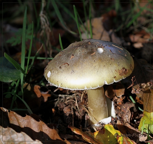 Groene knolamaniet - Amanita phalloides IMG-9118