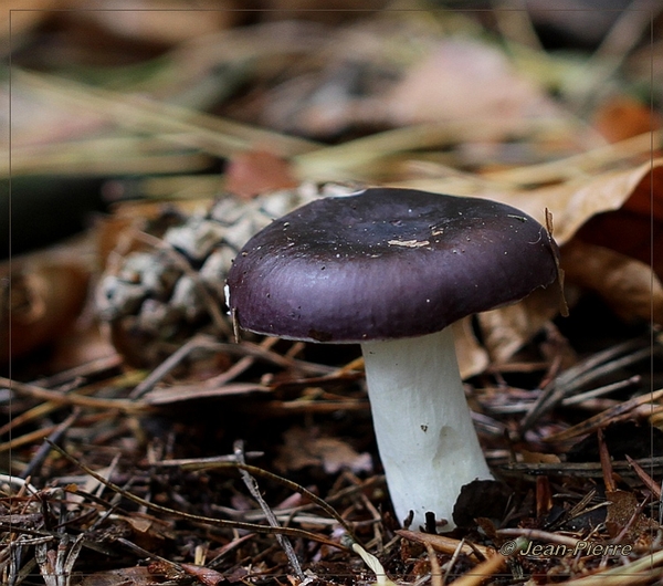 Russula spec.- IMG-8824