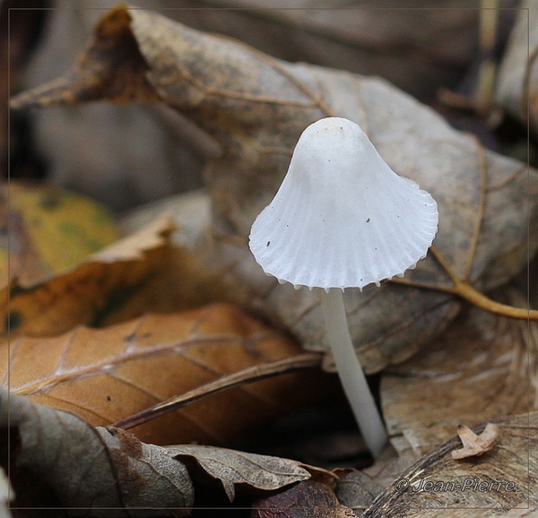 Sneeuwwitte mycena - Hemimycena lactea  IMG-9484