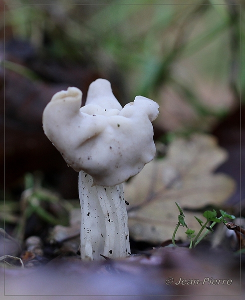 Witte kluifzwam - Helvella crispa IMG-8503