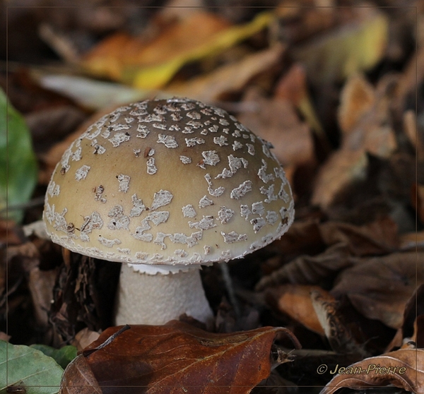 Panteramaniet - Amanita pantherina  IMG-9266