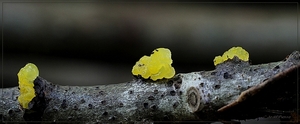 Gele trilzwam - Tremella mesenterica IMG-6711