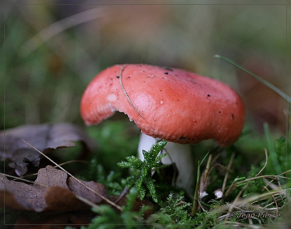 Russula spec. IMG-7303