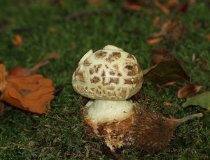 Gele knolamaniet - Amanita citrina  IMG-8095