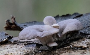 Gewone oesterzwam - Pleurotus ostreatus IMG -1415