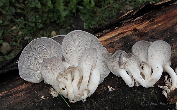 Gewone oesterzwam - Pleurotus ostreatus IMG-1117