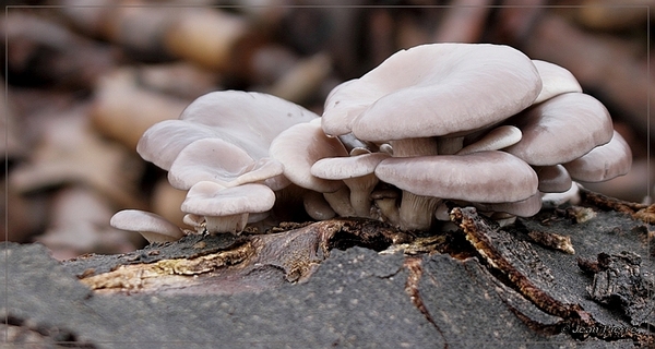 Gewone oesterzwam - Pleurotus ostreatus IMG-1128