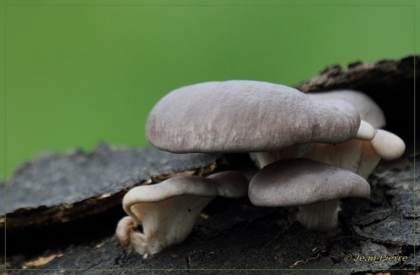 Gewone oesterzwam - Pleurotus ostreatus IMG-1413