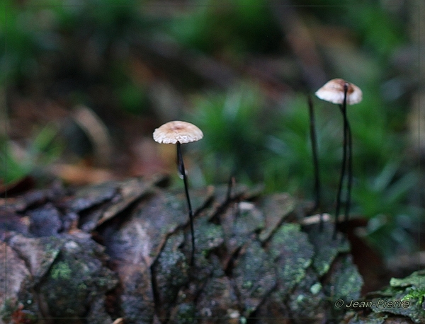 Paardenhaartaailing - Marasmius androsaceus IMG-9794