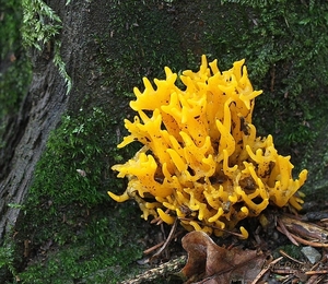 Kleverig koraalzwammetje  - Calocera viscosa IMG-1120