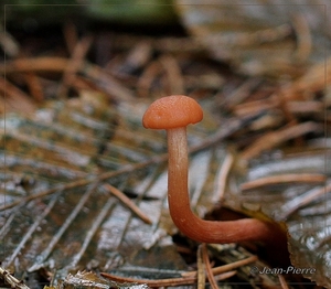 Gewone fopzwam - Laccaria laccata IMG-0083