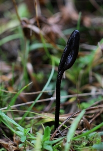 Ruige aardtong - Trichoglossum hirsutum  IMG-9693