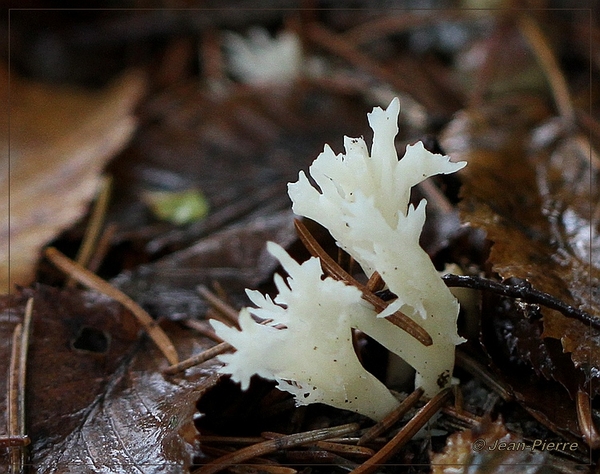 Witte koraalzwam - Clavulina coralloides IMG-0173