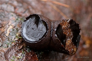 Zwarte bekerzwam - Pseudoplectania nigrella IMG-0624