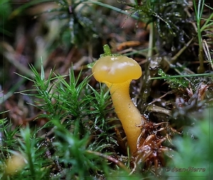 Groene Glibberzwam -  Leotia lubrica  IMG-1089