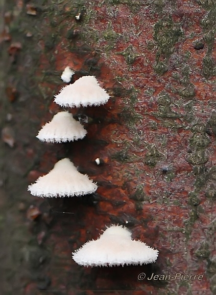 Waaiertje - Schizophyllum commune IMG- 0353