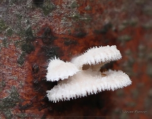 Waairtje - Schizophyllum commune IMG-0358