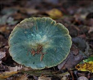 Peenrode melkzwam - Lactarius deterrimus  IMG-1712