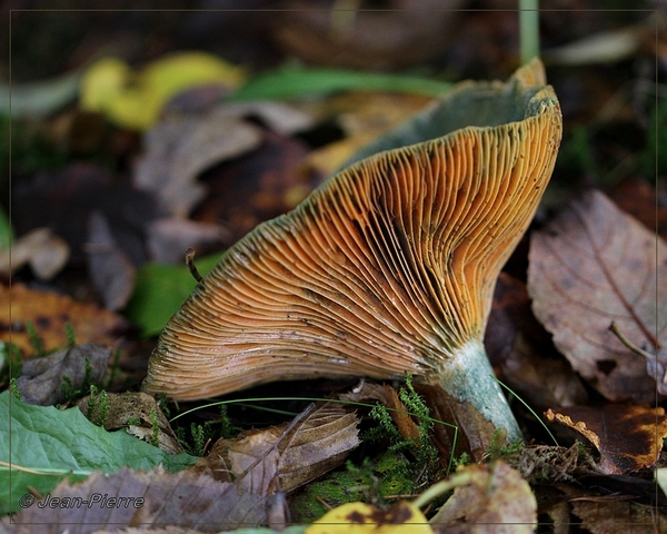 Peenrode melkzwam - Lactarius deterrimus  IMG-1724